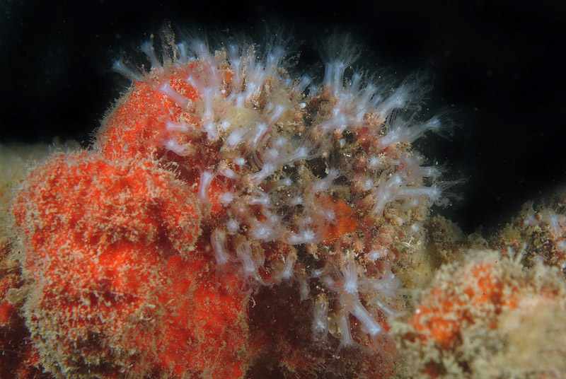 Ectopleura crocea e Cornularia cornucopiae